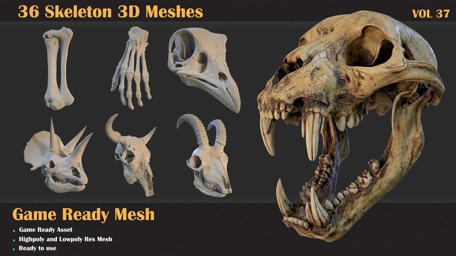 36 Skeleton 3D Meshes — VOL 37
